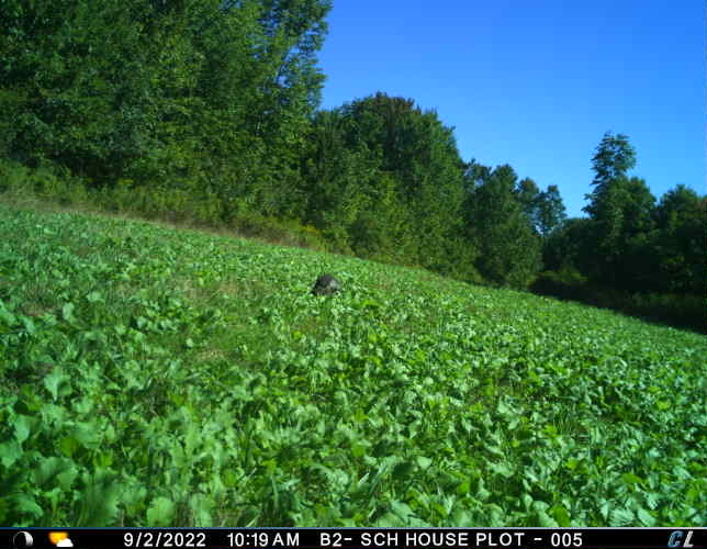 Food Plots